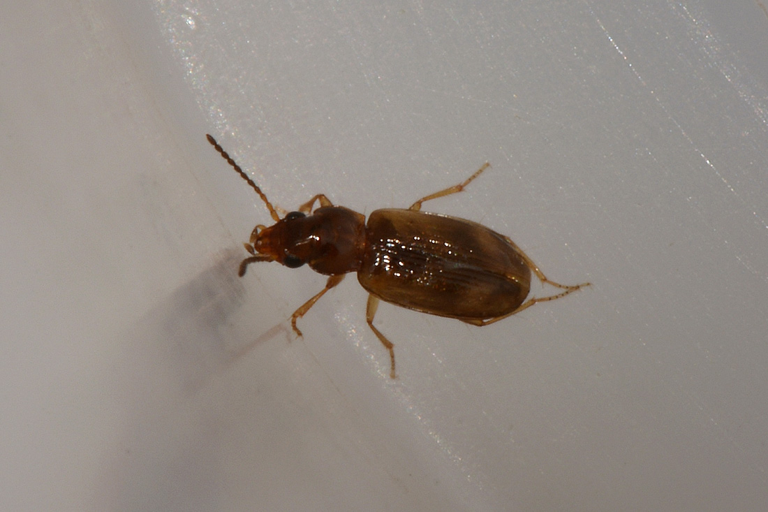 Carabidae:  Paratachys sp.?  No, Tachyura sp.